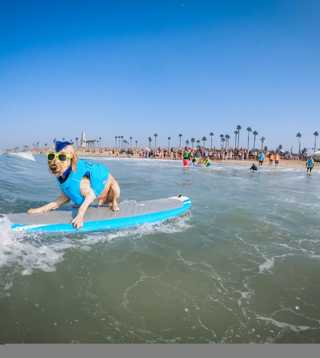 Huntington Beach Events Calendar - Surf City Surf Dog