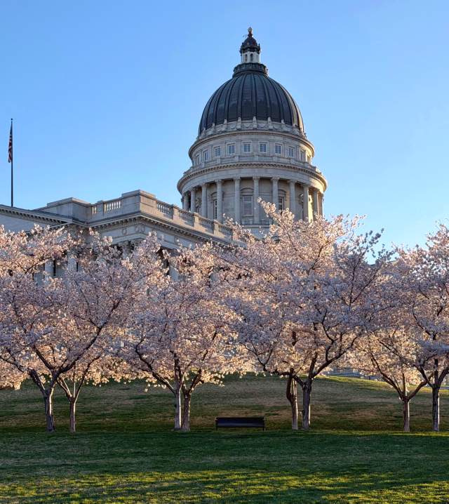 Cherry trees in full blossom on a green lawn in the background is a view of the Utah State Capitol building and dome