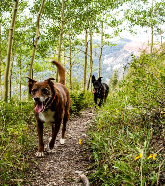 Two dogs runing down a thin dirt trail surrounded by green grass and bright aspen trees with a red rock formation in the background.