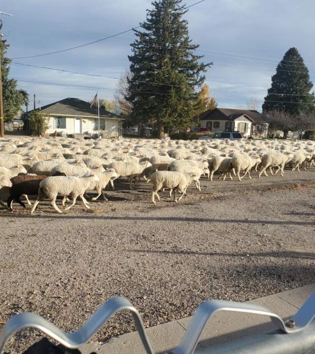 Sheep parade though Summit, Utah