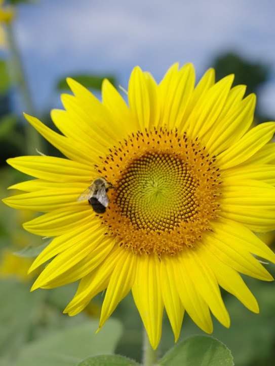 Sunflower Festival