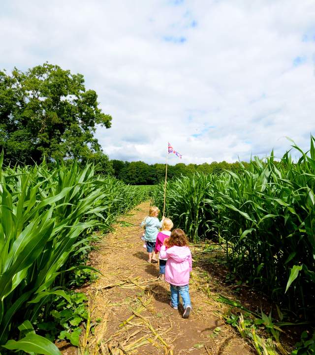 Essington  Maize,  Maze children running  away  in  maze