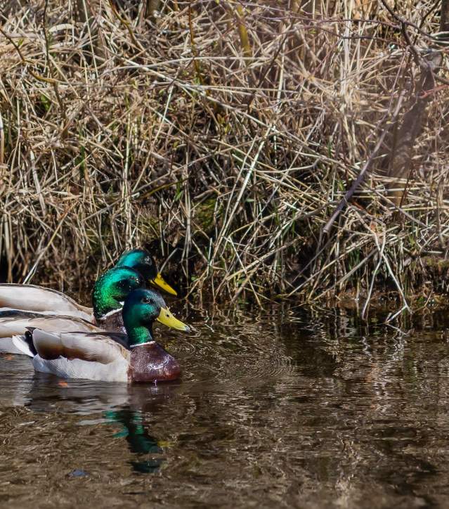 2026 Spring Photo Contest Winner