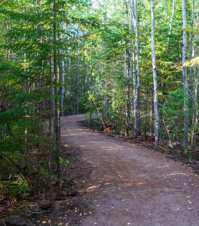 a crushed gravel bike trail through an young forest