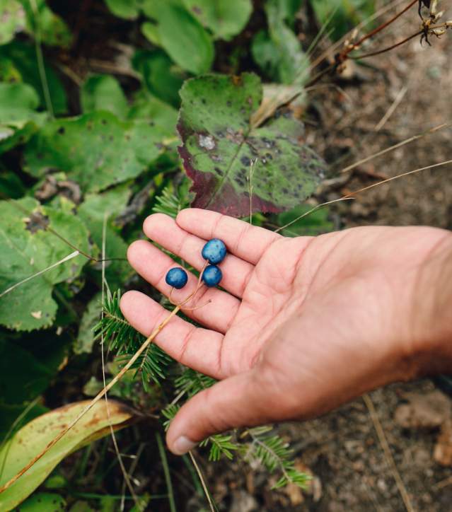 A hand reaches out to pick blueberries on Isle Royale National Park.