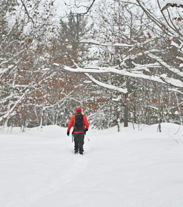 a figure in a bright coat snowshoes through deep snow