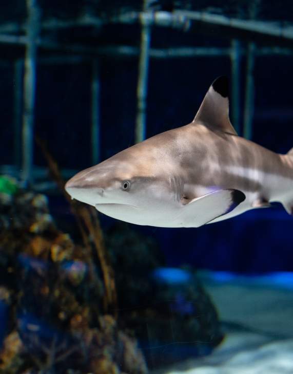A Day at Electric City Aquarium & Reptile Den