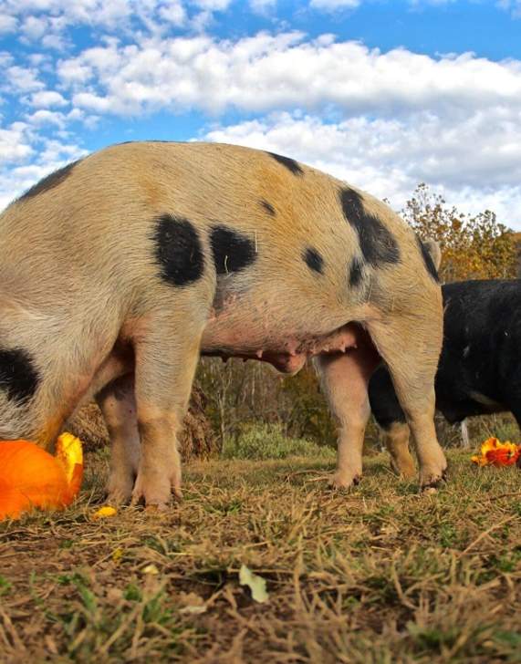 Halloween for the Littles