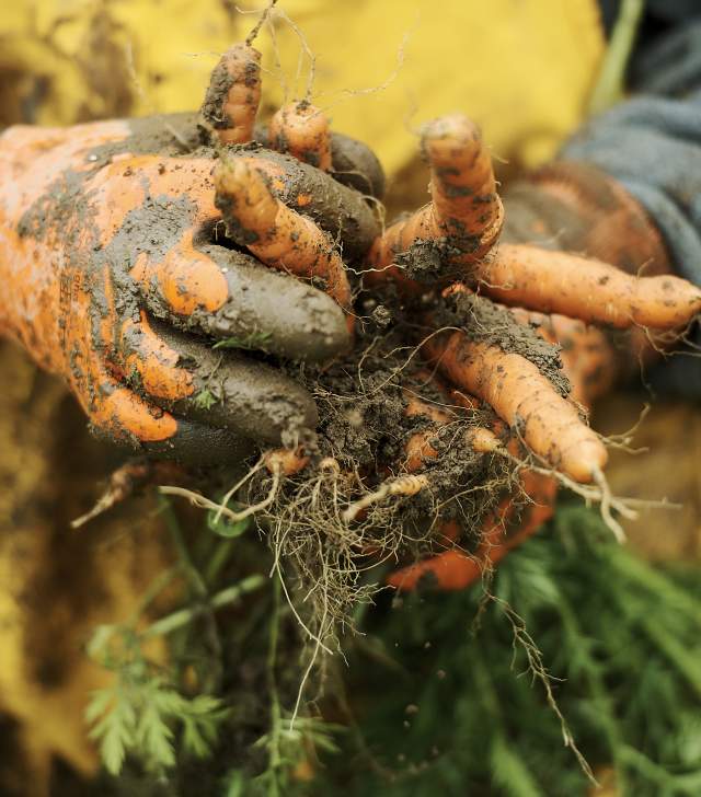 dirty carrots in farmers hands