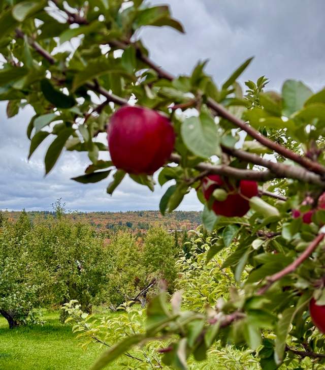 Apple Picking at Chapin Orchard