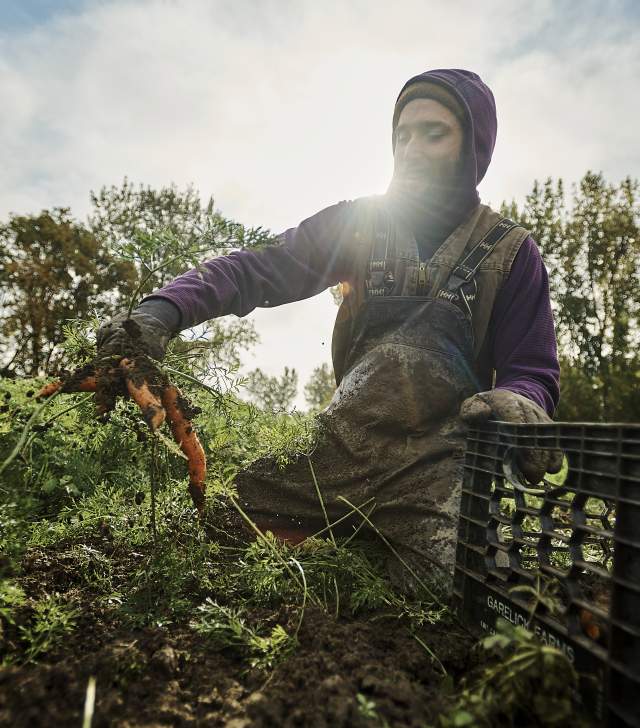 Man Carrot Farming in the Sun