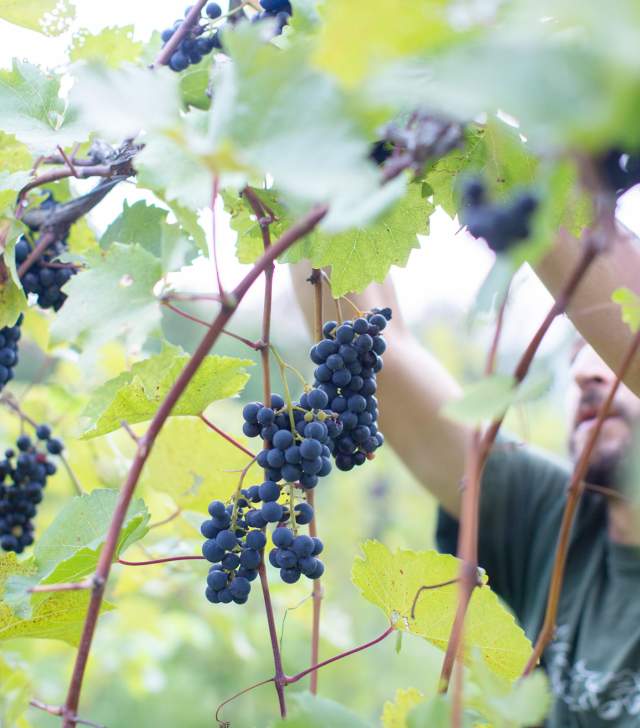 Harvesting Grapes at Shelburne Vineyard