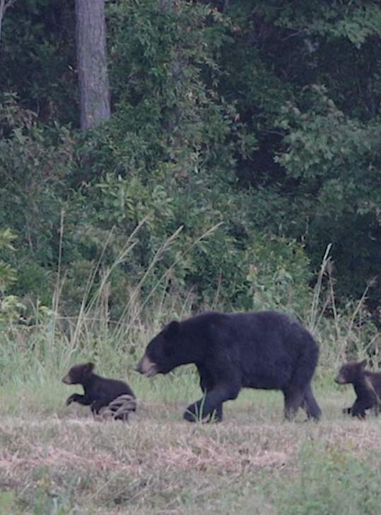 bears alligator river wildlife refuge