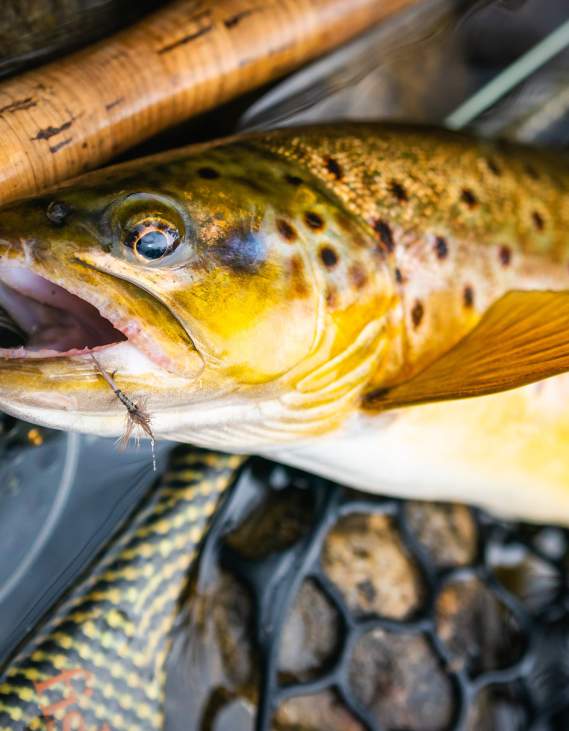 Brookings Anglers