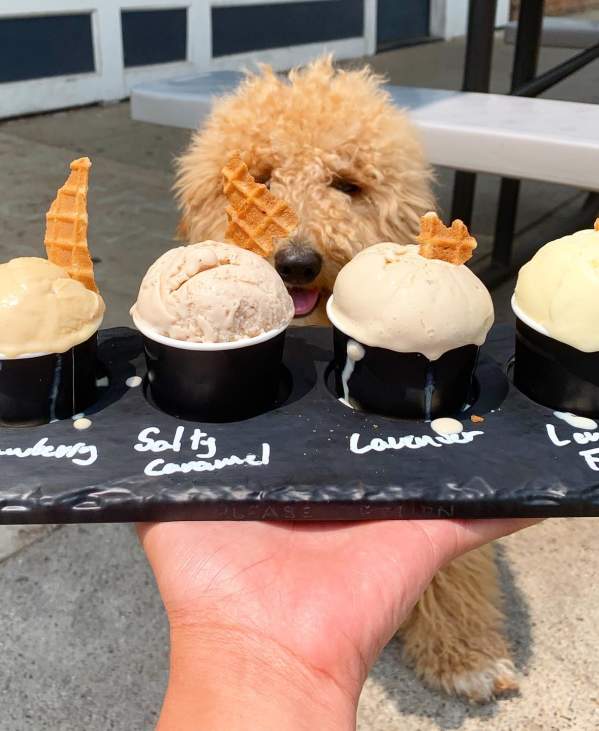 Dog looking at a ice cream flight at Blank Slate