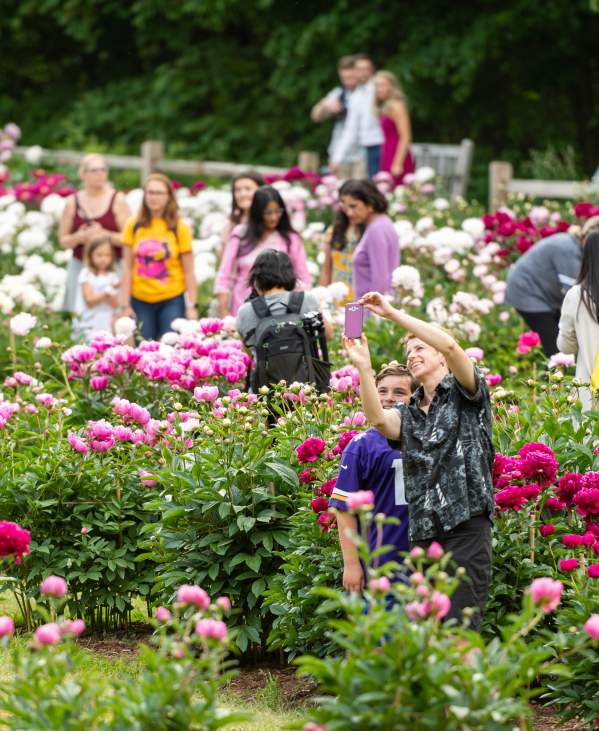 Choose Your Peony Path in Ann Arbor