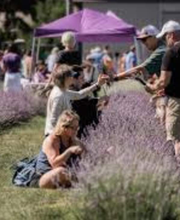 Lavender Harvest Festival 2025