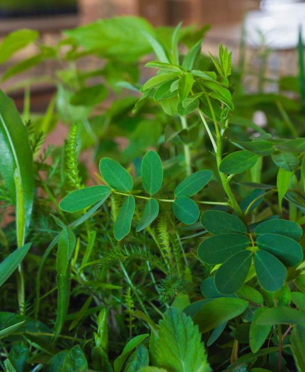 Native Plant Expo & Marketplace