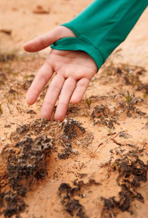 Person pointing out what biocrust looks like