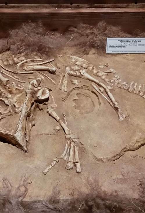 Dinosaur Museum