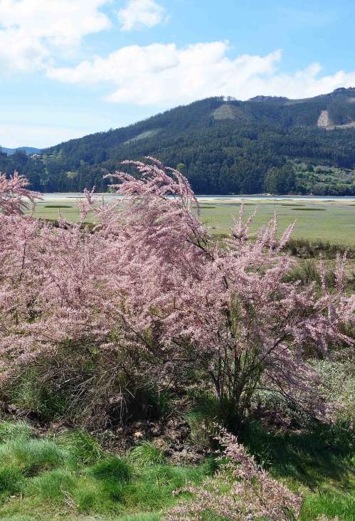 tamarisk tree