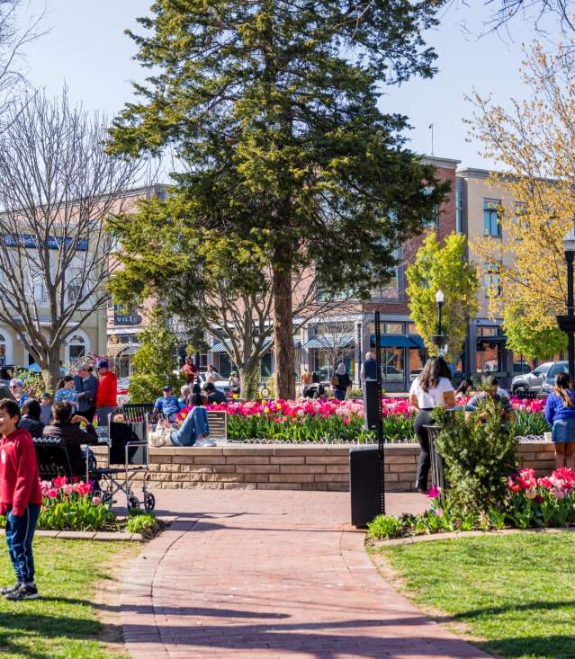 Busy outdoor scene in Bentonville town square with people enjoying a sunny day among vibrant pink tulip beds and historic storefronts.