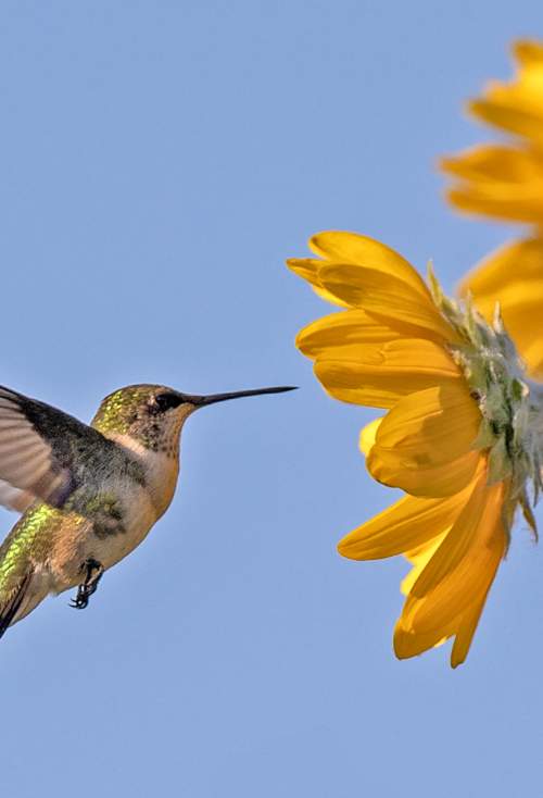 Hummingbird