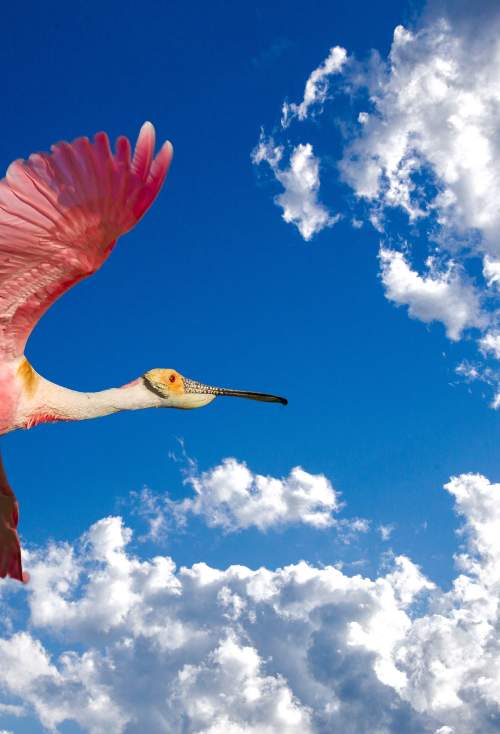 Roseate Spoonbill Bird