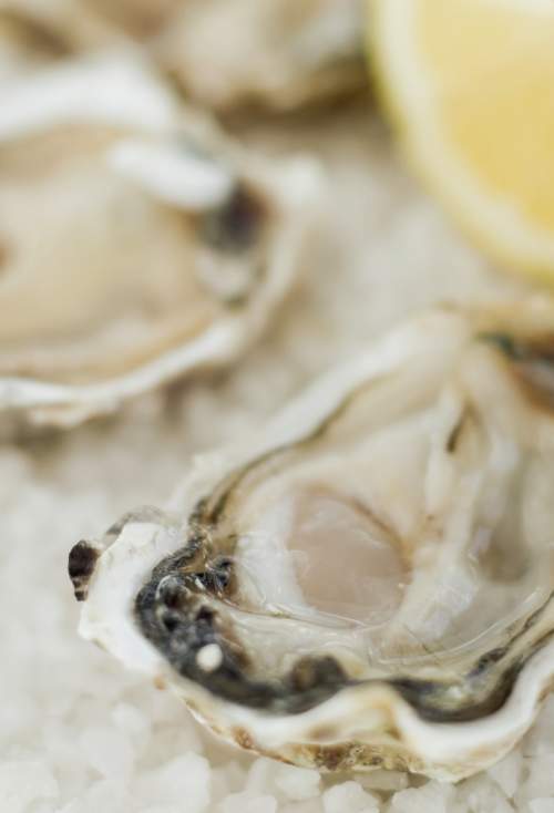 Oysters