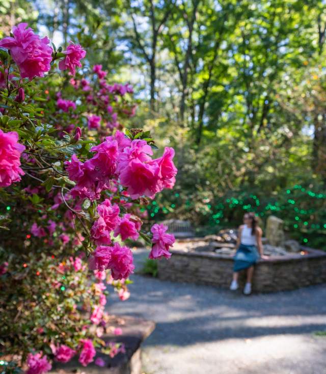 A woman sitting in a courtyard beyond a blooming knock-out rose bush at Fayetteville's Cape Fear Botanical Garden.