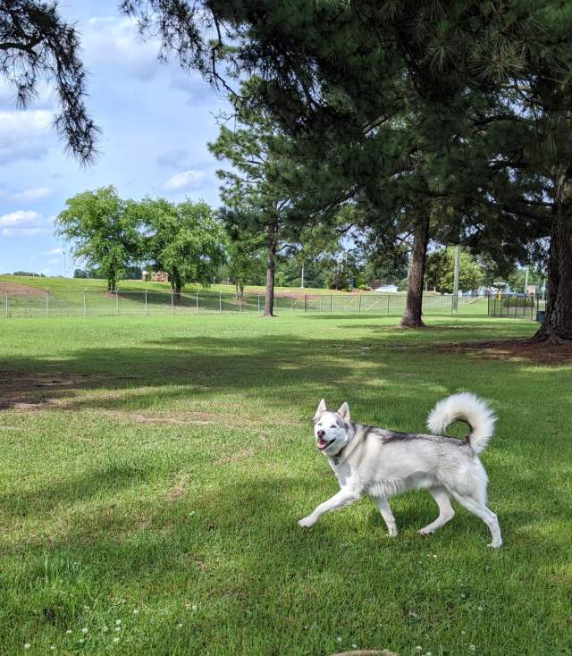 Dog Park