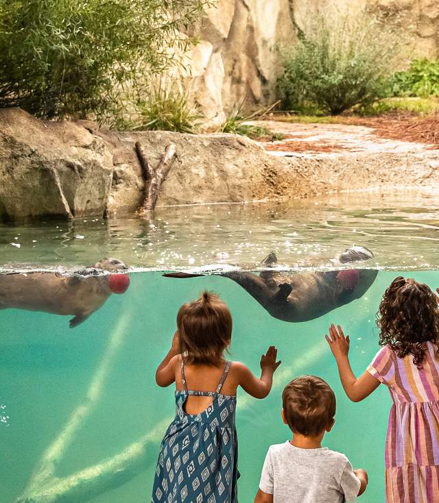 Kids Looking at Zoo Otters with Apples