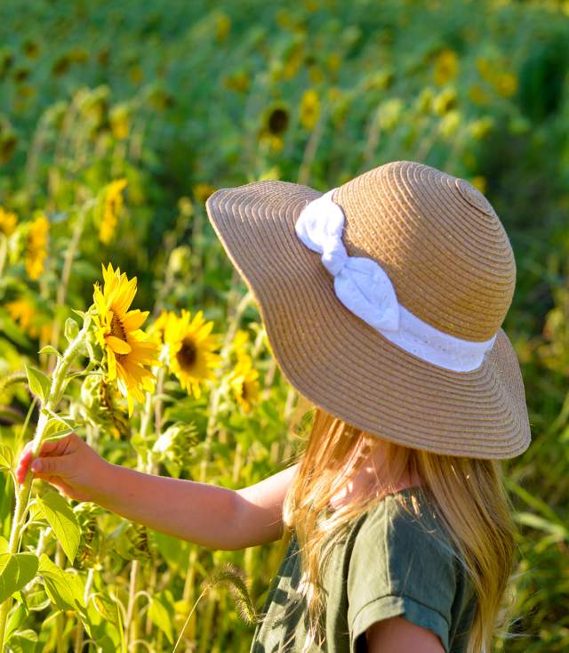 Girl picking sunflowers at Salomon Farm Park in Fort Wayne