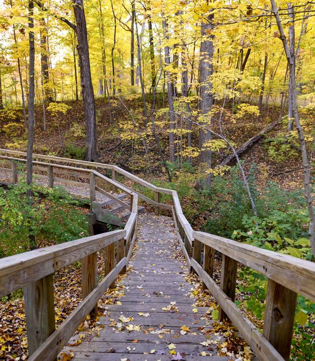 Fall in Shoaff Park