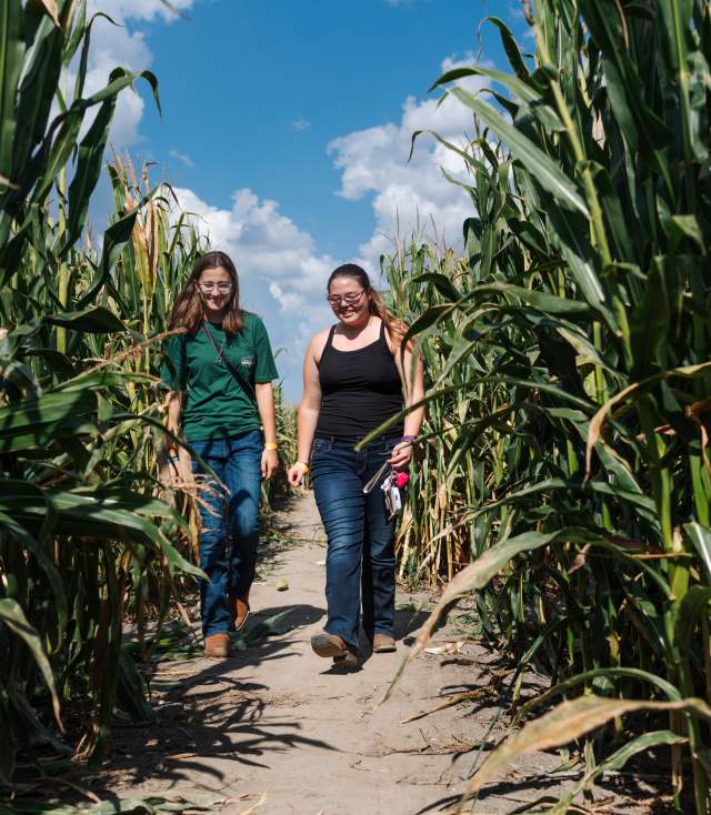 Young women stroll through the corn maze at the Kuehnert Dairy Fall Festival in Fort Wayne, Indiana.