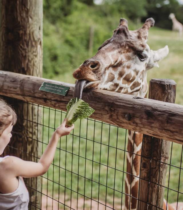 Fort Wayne Children's Zoo - Giraffe Encounter