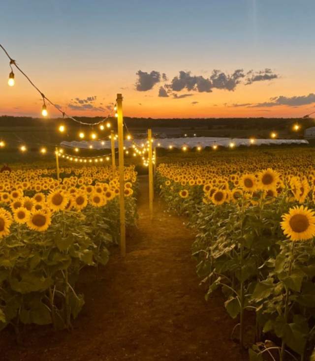 Nelson Produce + Farm