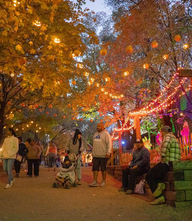 Vala's Pumpkin Patch