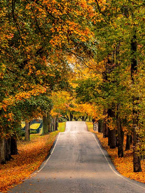 Top 7 Things To Do This Fall in Lexington, Kentucky