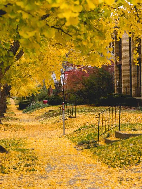 Fall Foliage in Lexington