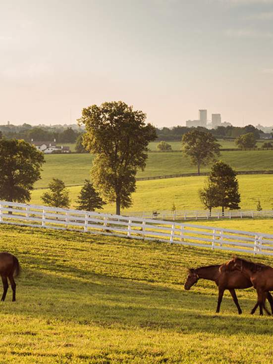 Top 8 Things To Do This Summer in Lexington, Kentucky