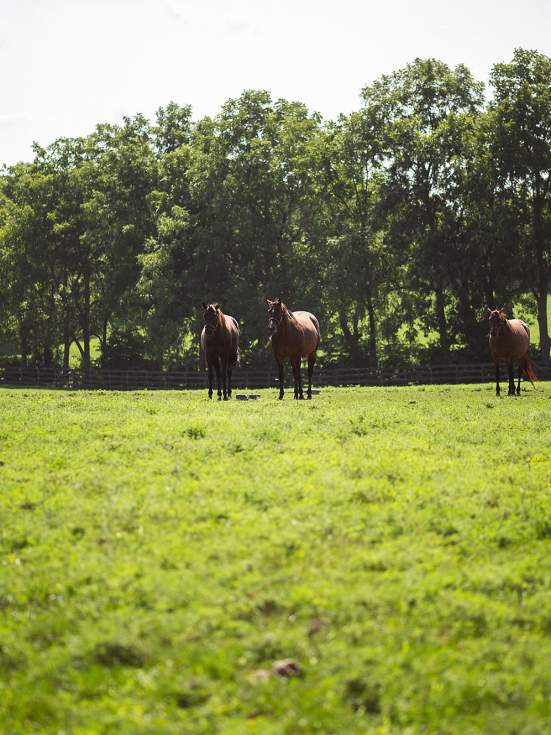 The Guide to Essential Equine Experiences