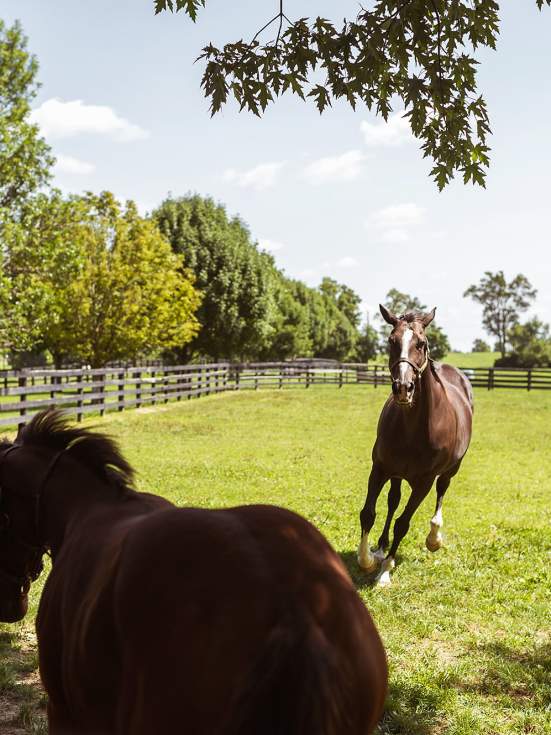 Condé Nast’s Guide to Lexington