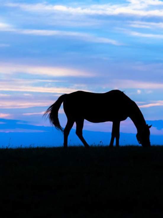 A Horse is a Horse