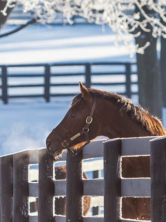 Top 6 Things To Do This Winter In Lexington, Kentucky