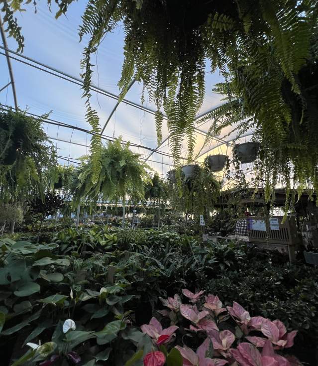 Matkins Flowers + Greenhouse