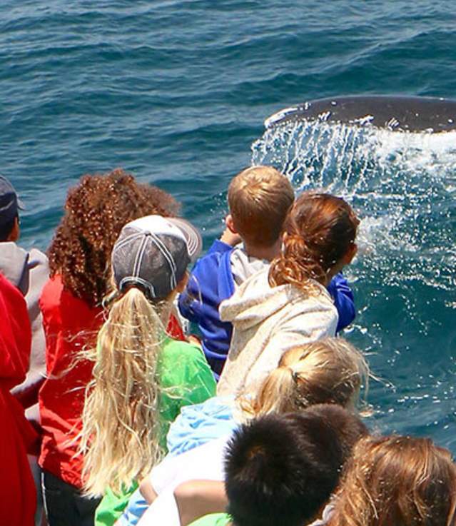 Whale Watching Children