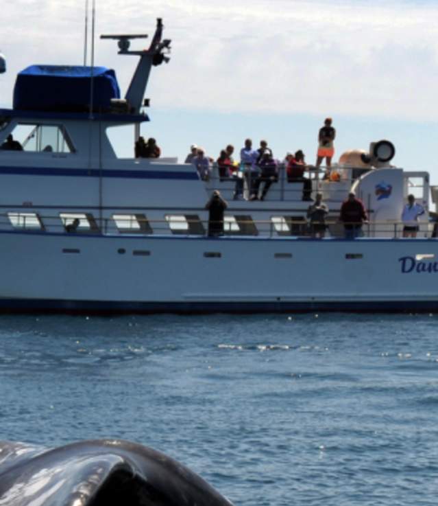 Half Price Tuesday | Whale Watching