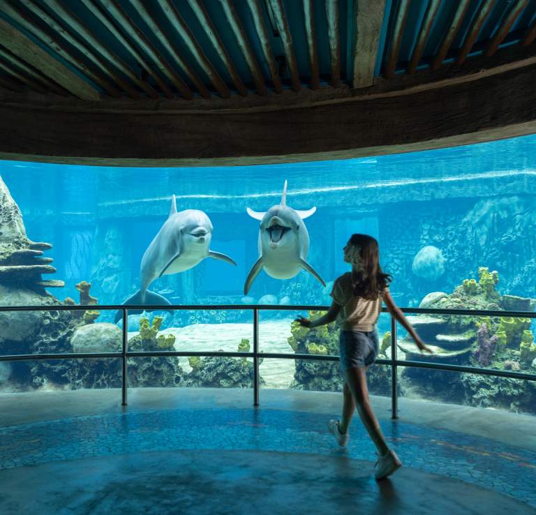 Girl walking into aquarium with dolphin at SeaWorld San Antonio