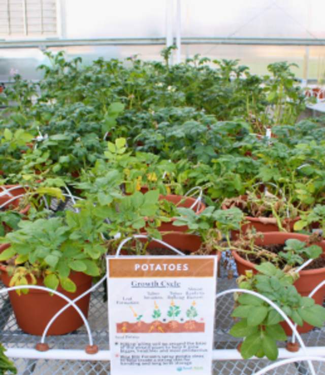 Potato Growing Workshop